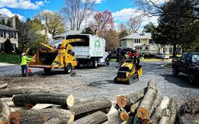 Best Tree Disease Treatment  in Fayette, IA