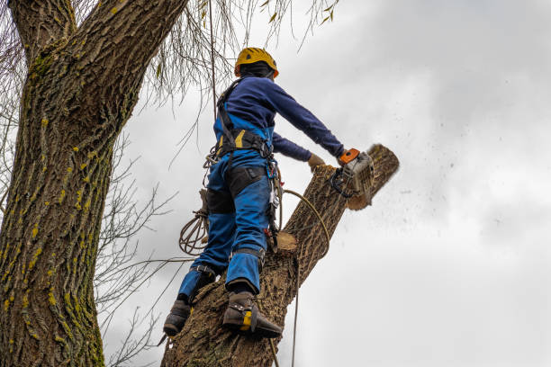 Best Tree Maintenance Programs  in Fayette, IA